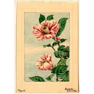  Japanese Print . Tsubaki camelia i.e., camellia / Megata 