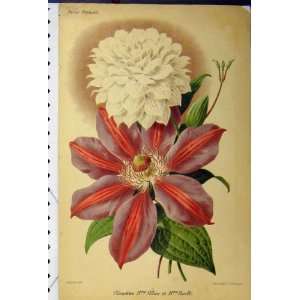  Clematites Meline Boselli C1845 Botanical Flower Print 