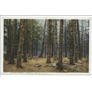  Reprint Cathedral Woods, Intervale, White Mountains, N. H 