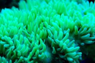 Ecoxotic 12 LED Stunner Strip BLUE Live Coral FREESHIP  