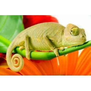 Chameleon on Flower. Isolation on White   Peel and Stick Wall Decal by 