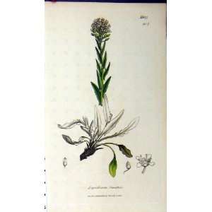    1807 Sowerby Botanical Print Lepidium Smithu Plant