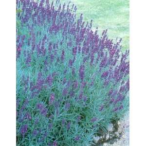 Hidcote Blue Lavender Herb 100 Seeds Patio, Lawn & Garden