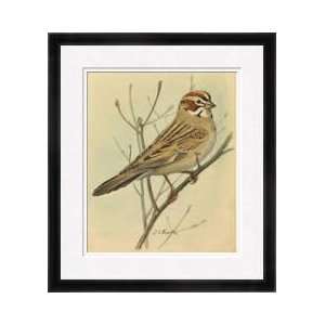  Lark Sparrow Perched On A Tree Branch Framed Giclee Print 