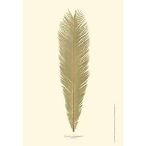  Small Sago Palm I (P)   Poster by Becky Davis (13x19 