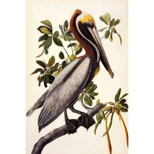  John James Audubon Brown Pelican Print 24x36 Everything 