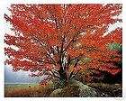 acer rubrum october glory red maple $ 2 00 see suggestions