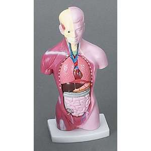  Quality value Human Torso Model 11 X 5 In By Educational 