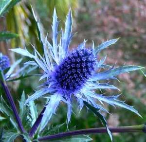 ELECTRIC Sea Holly Eryngium hardy low water 25 seeds  