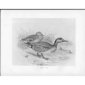  Birds Frohawk Drawings Antique Print Teal Duck