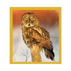  Magnetic Bookmark Great Gray Owl, Beautiful and Colorful 