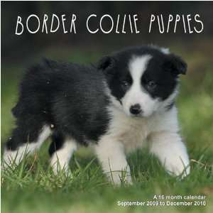  Border Collie Puppies 2010 Wall Calendar (9781602545700 