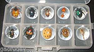cm Sphere / Marble   10 Insect Collection Set (in clear plastic box 