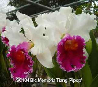 Pack Cattleya Orchid Plant BLOOMING SIZE  