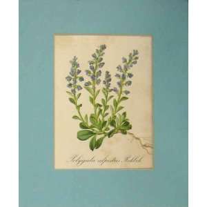  1820 Flower Print Campanula Cenisia Victorian Art