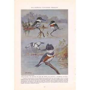   Texas Kingfisher   Allan Brooks Vintage Bird Print: Everything Else