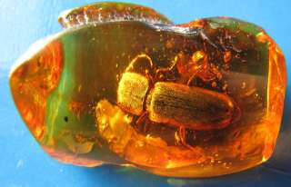Baltic Amber fossil insect Beetle Mycetophagidae  