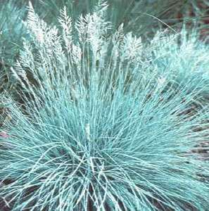 Blue Fescue Plant – Dwarf Ornamental Grass   Perennial  