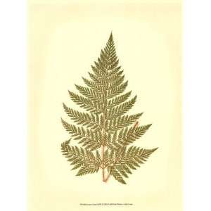  Lowes Fern I (PP)   Poster by E.J. Lowe (9.5x13)