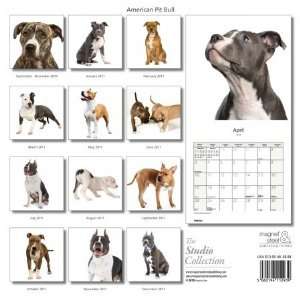 Magnet & Steel Limited 3926 American Pit Bull Terrier  