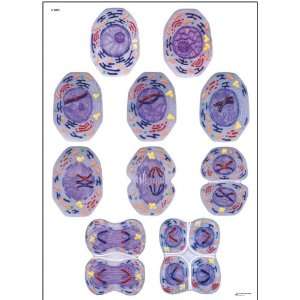 3B Scientific V2051U Meiosis Cell Division II Anatomical Chart 
