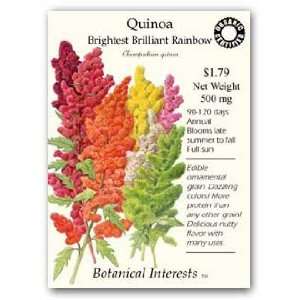  Quinoa Brightest Brilliant Rainbow Organic Seed Patio 