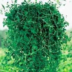 Pennyroyal Ornamental Herb 50 Seeds *Baskets & Borders*  