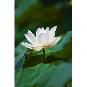  White Water Lily   Peel and Stick Wall Decal by 