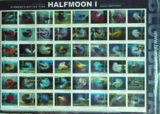 BETTA SIAMESE FIGHTING FISH HALFMOON Poster WALLPAPER I  