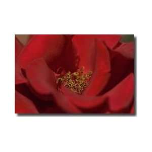  Red Rose South Africa Giclee Print