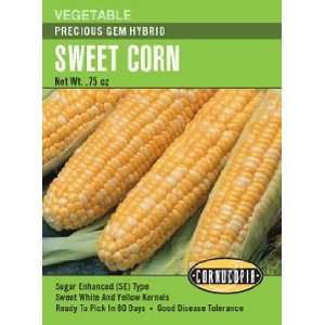  Sweet Corn Kandy Korn Hybrid Seeds Patio, Lawn & Garden