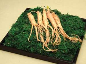 GINSENG ROOT SEEDS ** ENERGIZE YOURSELF #1092  