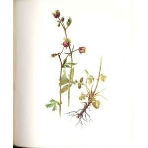   : Perrin Ltd Ed 1914 Flowering Plant The Water Avens: Home & Kitchen