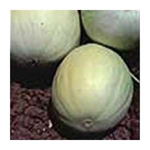  Organic Honeydew Melon   1/32oz. Bulk Vegetable Seed 