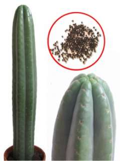San Pedro Trichocereus pachanoi 200 Samen (Echinopsis)  