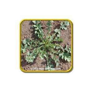  1/4 Lb   Arugula   Bulk Herb Seeds Patio, Lawn & Garden