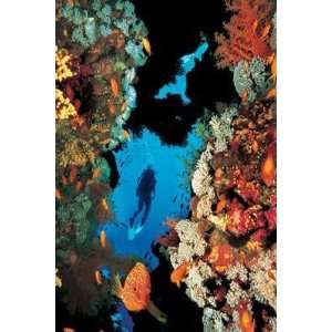Coral Reef Poster Print 