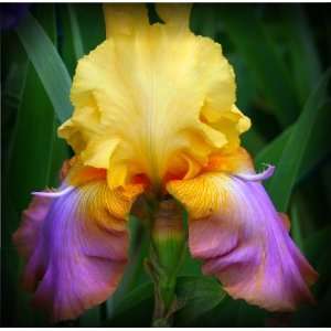  Sundown Saber Tall Bearded Iris Rhizome Iridaceae 1 Bulb 