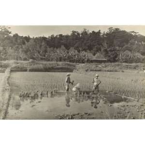   1950s Vintage Postcard Planting Rice in Okinawa Japan 