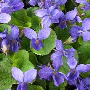 Stauden Pflanzen Duftveilchen Viola Veilchen blau  