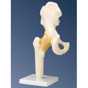    Functional Hip Joint Anatomical Model