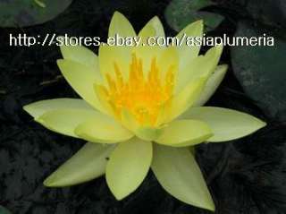 10 LIVE COMANCHE WATER LILY PLANTS BULB LOTUS +FreeDoc  