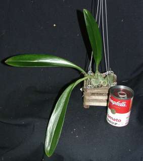   nymphopolitanum Species Orchid STINKER 0223 4 Basket RARE  