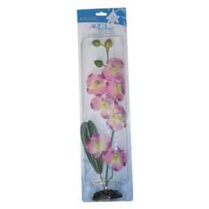    Imagine Gold   Aqua Bloom 15 Inch Orchid Plant 