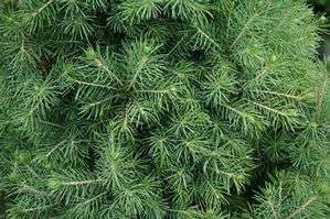Dwarf Alberta Conica Spruce   Picea   Hardy Evergreen   Potted 