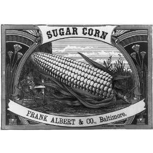  Sugar corn, Frank Albert & Co., J.D. Lucas,Baltimore