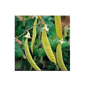  Pea, Golden Sweet Edible Podded Patio, Lawn & Garden