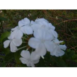  White Plumbago Live Plant Large 3 Gallon Size Patio, Lawn 