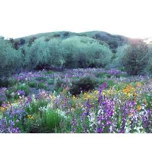    California Wildflower Mix 1,000+ Seeds Patio, Lawn & Garden
