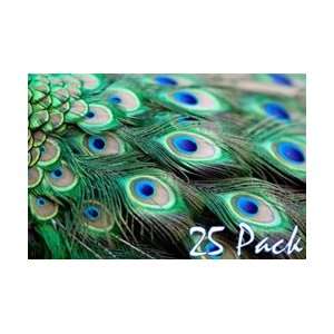 30 40 Peacock Feathers (Pack of 25) Arts, Crafts 